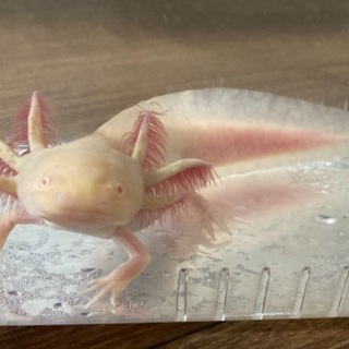 ウーパールーパー　22cm ゴールドの画像