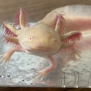 ウーパールーパー　22cm ゴールドの画像