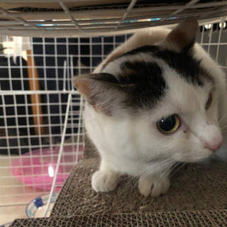 一歳　去勢はしていません　里親募集中です！