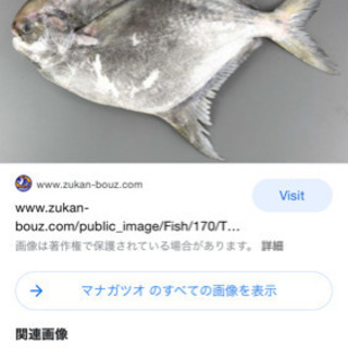 海産物販売します！③１００円〜本日高級魚あり！