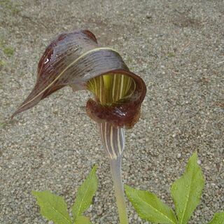 山野草　天南星