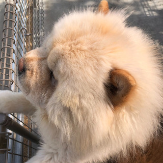 不成立となりましたので、再投稿します【チャウチャウ(クリーム♂)...