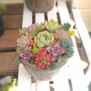 交渉中！　★多肉植物の寄植え②♪の画像
