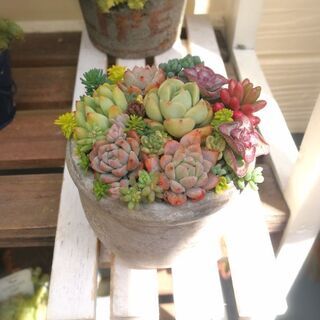 交渉中！　★多肉植物の寄植え②♪