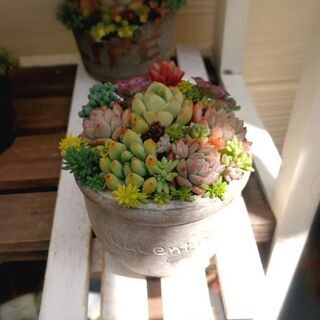 交渉中！　★多肉植物の寄植え②♪の画像