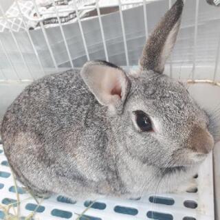 急募　うさぎ２歳メス♪