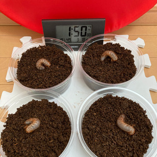 ☆受け渡し終了　サビイロカブト⑥幼虫4匹セット(リクエスト出品)の画像