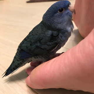 迷い鳥　インコ　逃がしてしまいました - 助け合い