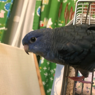 迷い鳥　インコ　逃がしてしまいました - 手伝って/助けて