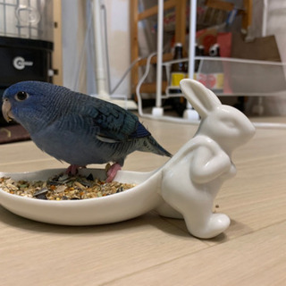 迷い鳥　インコ　逃がしてしまいました