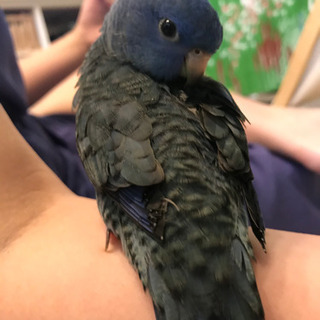 迷い鳥　インコ　逃がしてしまいました − 兵庫県