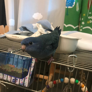 迷い鳥　インコ　逃がしてしまいました - 伊丹市