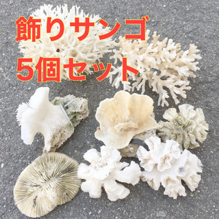 飾りサンゴ サンゴ 珊瑚礁 珊瑚 置物 ディスプレイ フィギュア...