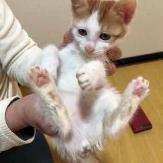 里親様決定致しました(*^^*)