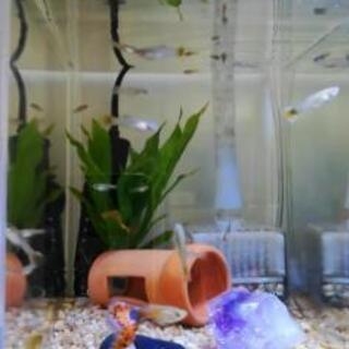 熱帯魚、グッピー差し上げます