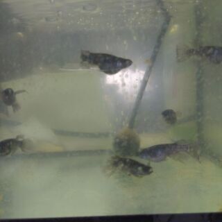 画像のメダカの卵稚魚若魚等1000円〜