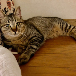 丸くて短足！可愛いキジトラ♂