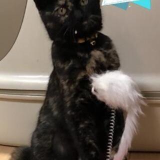 6ヶ月サビ三毛♀手術済😺里親様決定しました。