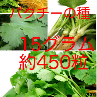 パクチー の種2