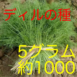 ディル　フェンネル 茴香　種