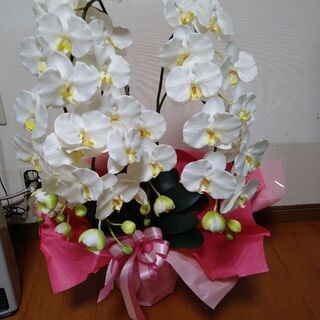 胡蝶蘭（造花）