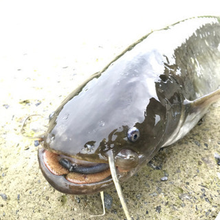 釣り友募集 − 東京都