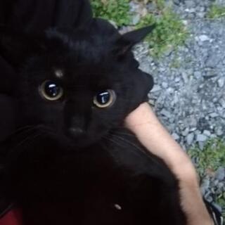 魔女の宅急便のジジ（生後６か月？　黒猫オス）
