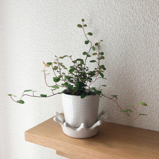 観葉植物　ワイヤープランツ　ナチュラルキッチンの陶器の鉢と受け皿付き