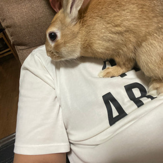 エキゾチックアニマルなど😊