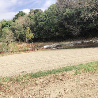 果樹園一緒に作りませんか?