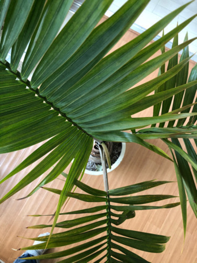 観葉植物 トックリヤシ 10号  風水にも