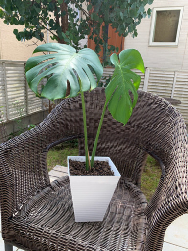 モンステラ♡ 観葉植物