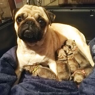 良血のパグっ子が産まれましたヽ(=´▽`=)ﾉ　パグ専門クールモ...