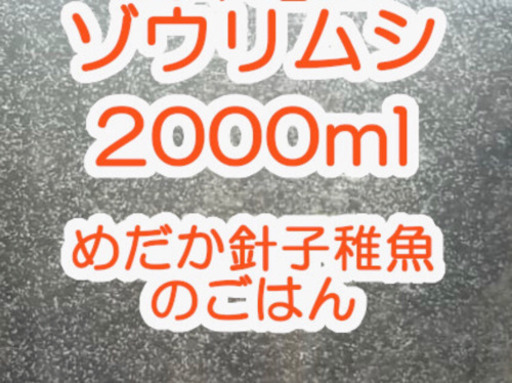 ゾウリムシ　メダカ　餌　エサ　稚魚