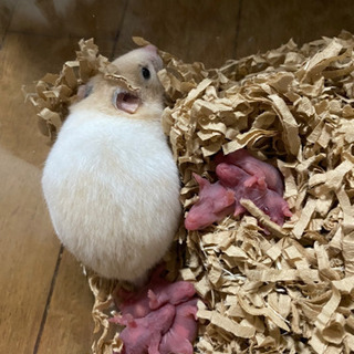 ゴールデンハムスターの里親 20日受付一時停止