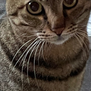 二匹一緒に飼育可能な方