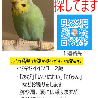 【迷子インコ探してます】