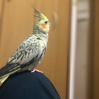 パールオカメインコ　迷子になりました。