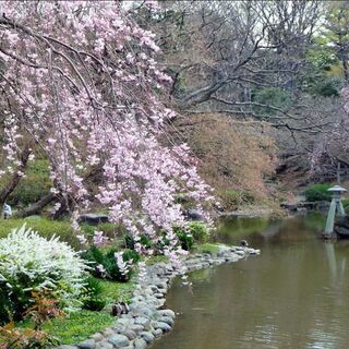 花見の場所取り早朝からお手伝いいただける方