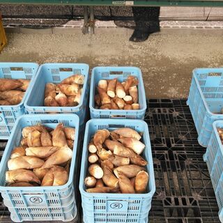 タケノコ　福岡県産 小サイズ1本200円～