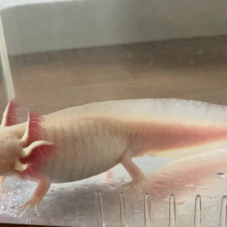 ウーパールーパー　22cm ゴールドの画像