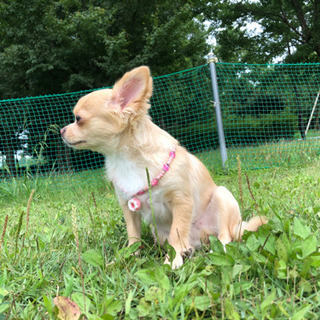 小型犬🐕友達募集😊