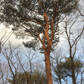【取引き決定】松の木を伐倒して頂けますか？