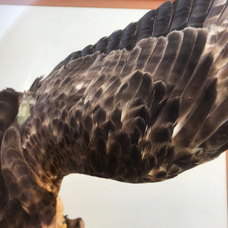蜂熊鷹　剥製　の画像