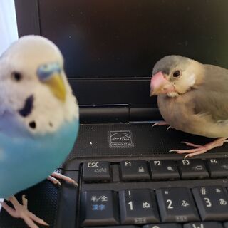ハルクイン１歳の雄です。里親募集します。