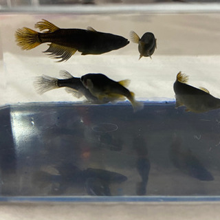メダカ販売！1匹50円より！お気軽にお問い合わせください！の画像
