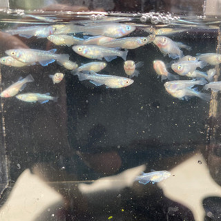メダカ販売！1匹50円より！お気軽にお問い合わせください！の画像