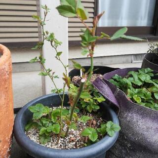 お引き取り#バラ#アンジェラ#薔薇#500円の画像