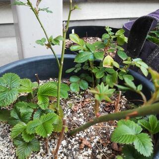 お引き取り#バラ#アンジェラ#薔薇#500円の画像