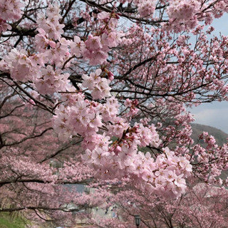 令和3年4月3日(土)お花見ツーリング🌸